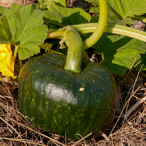 Courge Oncle David