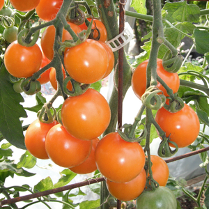 Tomate Sungold